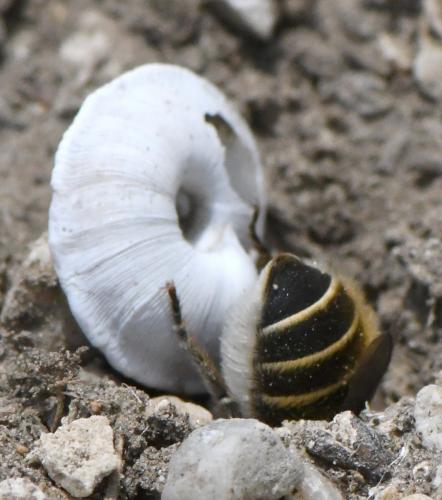 Réf. 258 766 : Hoplitis sp.